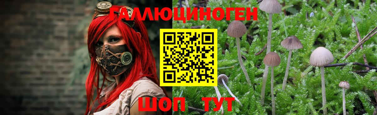 Галлюциногенные грибы Psilocybe  Вход с VPN  Сафоново  Галлюциногенные грибы прущие грибы 